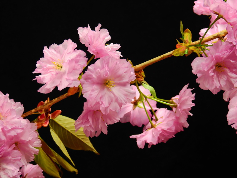 tree, petal, pink color, beauty in nature, vulnerability, branch, lenz, flower head, flowering plant, pollen, no people, black background, cherry tree