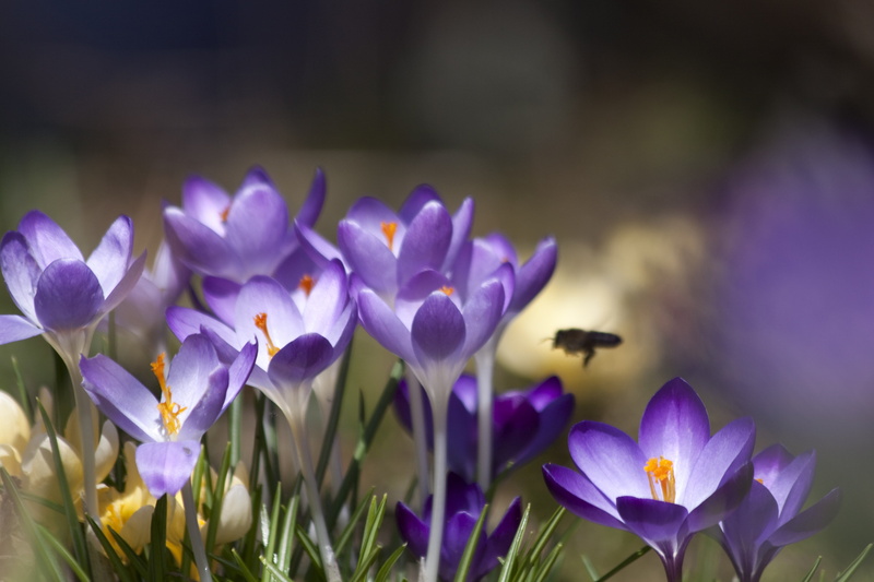blossom, focus on foreground, selective focus, no people, fragility, vulnerability, hum, freshness, summer, animal, spring, pollen, close-up, bee, petal