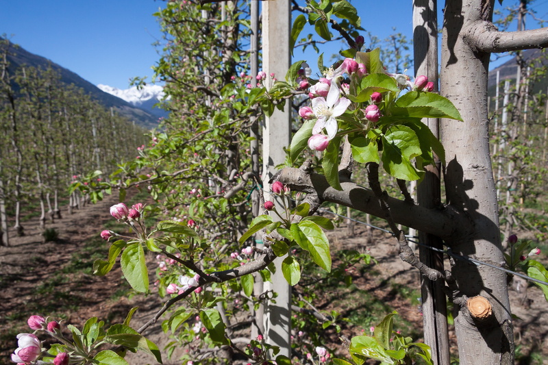 plantation, nature, sky, day, plant part, plant, blossom, trellis, smell, apple blossom, vulnerability, sprout, tree, beauty in nature, outdoors, fragility