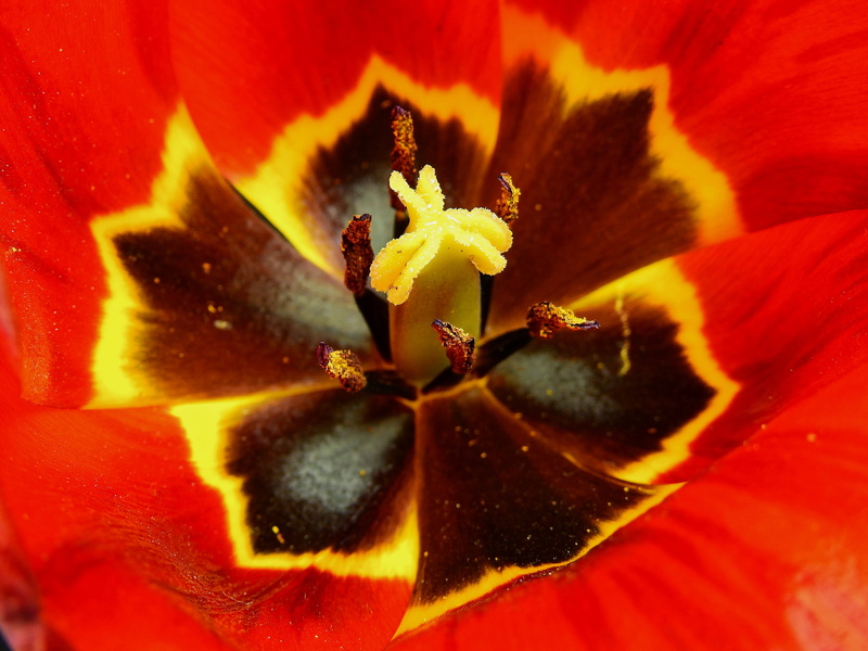 flowering plant, lenz, petal, close-up, pollen, no people, outdoors, macro, 4K, freshness, plant, spring, full frame, insect, nature, red, beauty In Nature