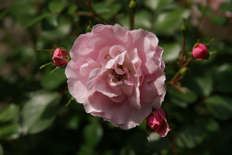 nature, fragility, focus on foreground, growth, springtime, plant, petal, flower head, close-up, rose, softness, no people, spring, vulnerability, inflorescence
