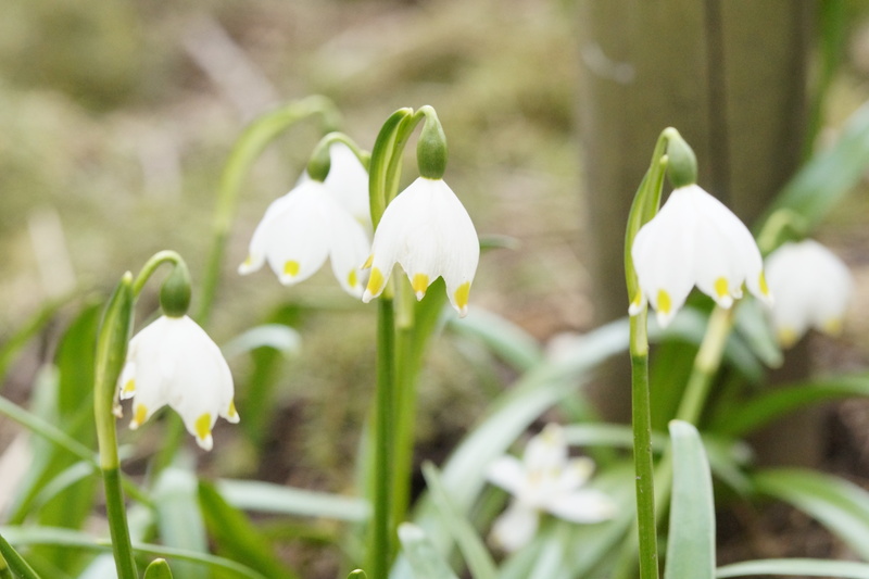 no people, selective focus, flower head, snowdrop, plant, harbingers of spring, spring flower, growth, fragility, snowflake, inflorescence, flowerbed, lenz