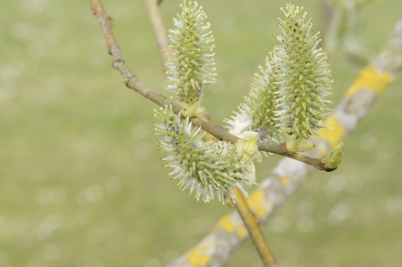 flower head, young, selective focus, april, growth, freshness, spring, yellow, green color, shoots, tranquility, renewal, day, beauty in nature, coniferous tree