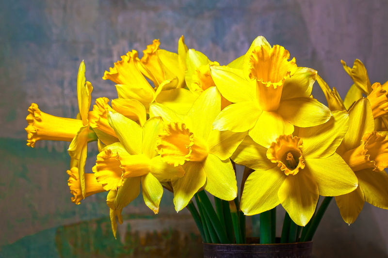 daffodil, no people, nature, fund, flower, freshness, narcissus, 4K, inflorescence, spring, beauty in nature, petal, flowers, pollen, growth, day, yellow