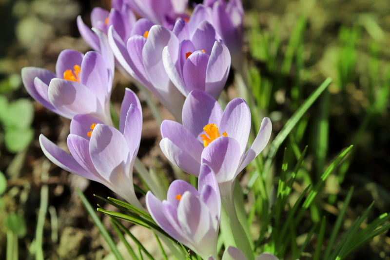 flower, 5K, close-up, purple flower, crocus, iris, schwertliliengewaechs, no people, fragility, lenz, garden, flower head, freshness, growth, close up