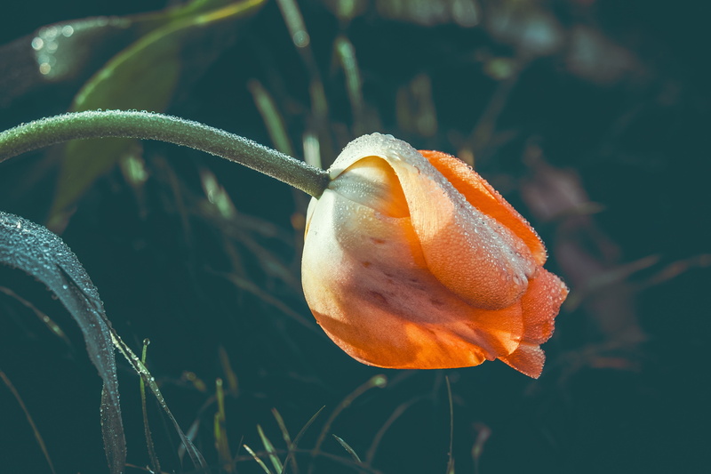 raindrop, orange, spring awakening, lenz, flora, tulip, beauty in nature, flower, close-up, plant stem, orange color, flowering plant, focus on foreground