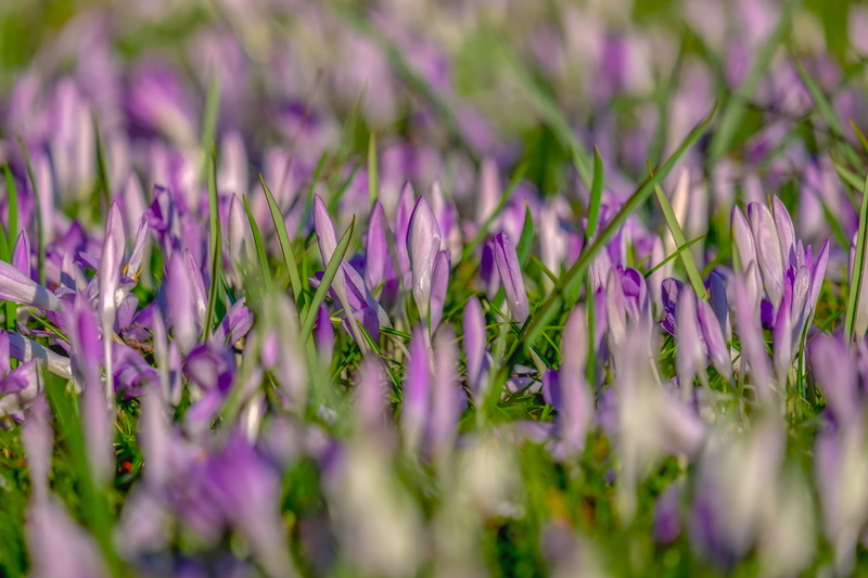 spring, flower, lavender, petal, schwertliliengewaechs, harbinger of spring, flowering plant, full frame, freshness, crocus meadow, plant, selective focus