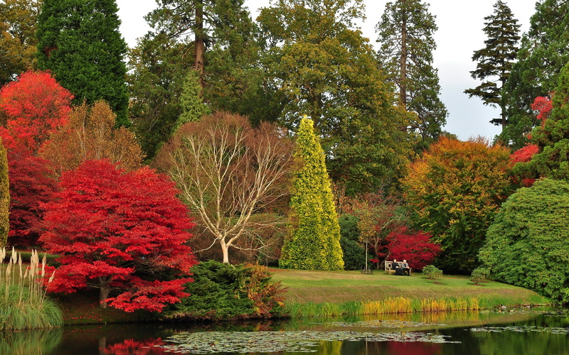 flowers, garden, UK, park, trees, landscape, 2K, sheffield