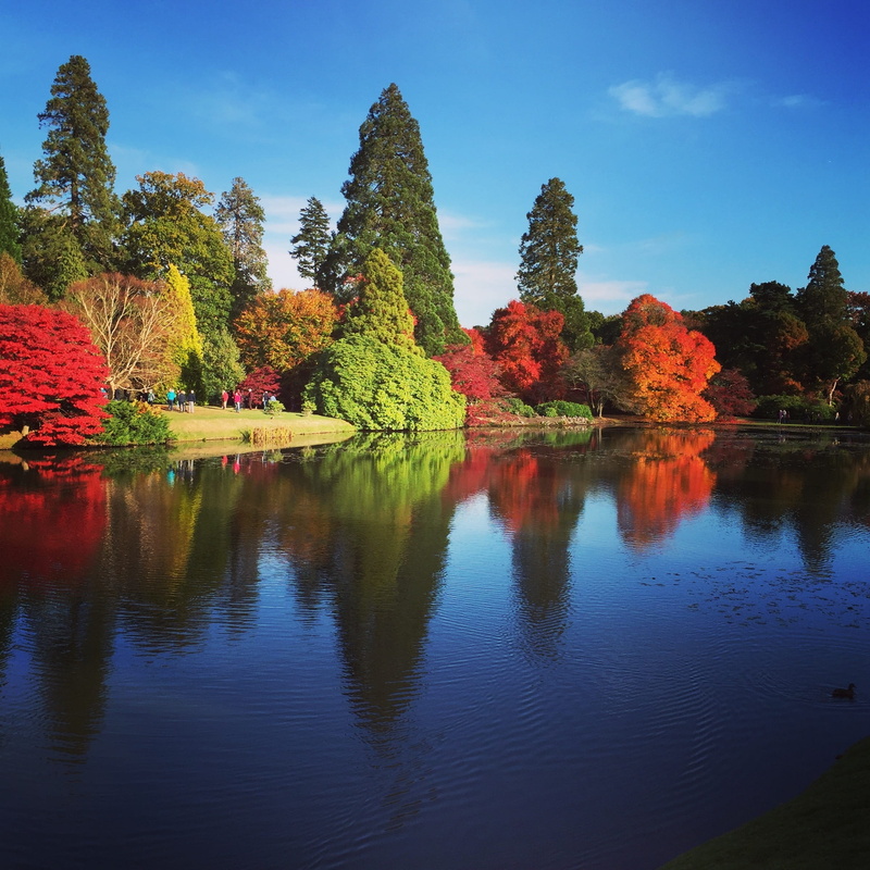 fall, Season, Fall, idyllic, tranquility, seasonal, non-urban scene, sky, 1080P, plant, scenics, tree, change, growth, leaf, outdoors, Forest, scenics - nature