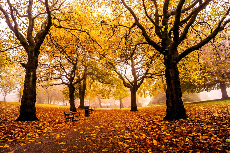 tranquil scene, nature, outdoors, orange color, leaves, 1080P, autumn collection, scenics - nature, trees, tranquility, Weston Park, falling, UK, fall