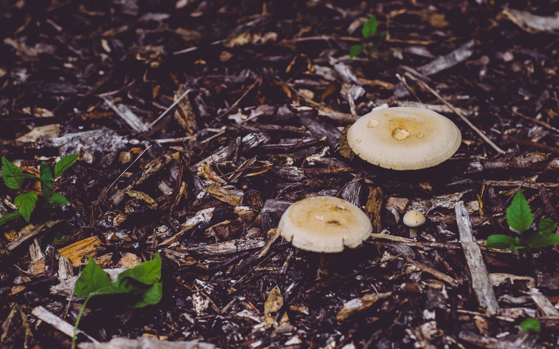 growth, outdoors, 4K, mushrooms, forest, ground, day, beauty in nature, edible mushroom, close-up, food, land, vegetable, high angle view, sheffield, selective focus