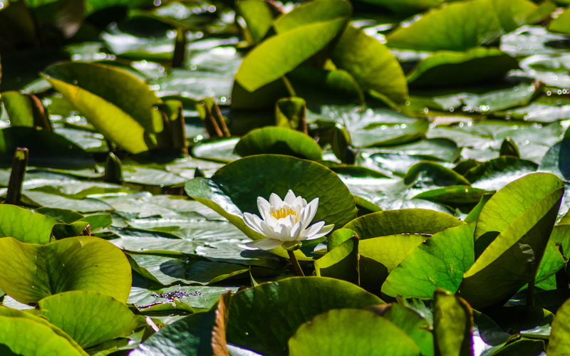 water lily, plant part, leaves, plant, flower head, leaf, whiteley woods, growth, vulnerability, no people, 4K, fragility, outdoors, lily, water, lilypad