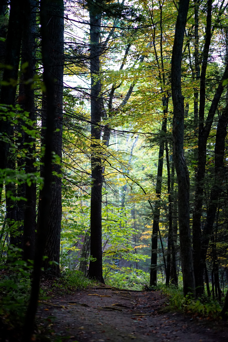 tree trunk, trees, idyllic, remote, path, green color, tranquil scene, day, wilderness, trunk, outdoors, scenics - nature, plant, non-urban scene, mountains