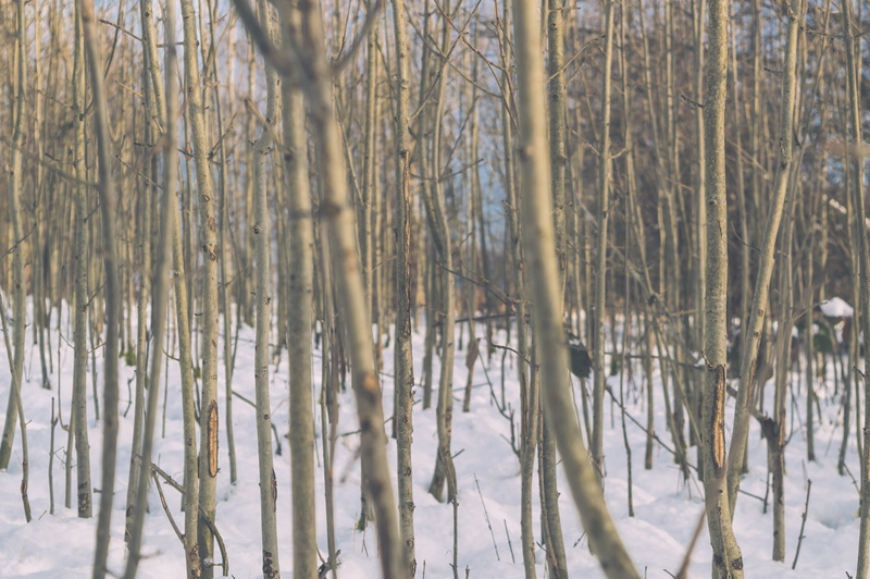 snowing, cold temperature, united kingdom, growth, tree, plant, nature, focus, snow, outdoors, branches, bokeh, branch, trees, bare tree, spring, depth