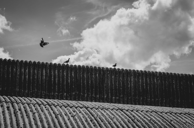 one animal, flight, sheffield, flying, low angle view, sky, england, built structure, building, pattern, mode of transportation, bird, animal, nature, architecture