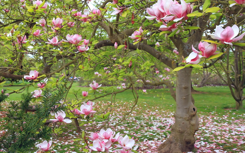day, grass, tree, growth, outdoors, springtime, fragility, flowers, plant, blossom, cherry tree, branch, park, magnolia, no people, nature, flower head