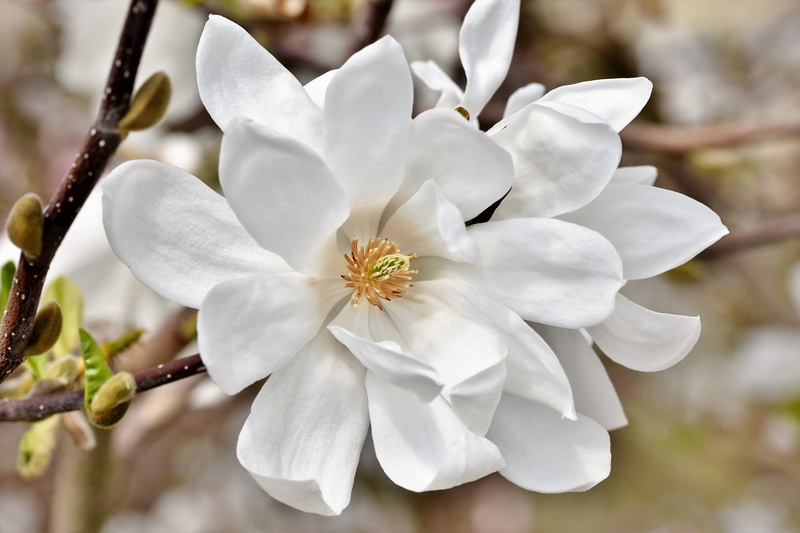 freshness, flower, fragility, white color, springtime, 5K, day, cherry blossom, flowers, bloom, pollen, no people, focus on foreground, bud, magnolia tree