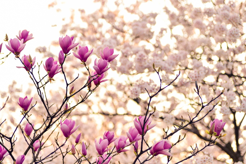 blossom, plant, branches, flowers, 4K, spring, magnolia
