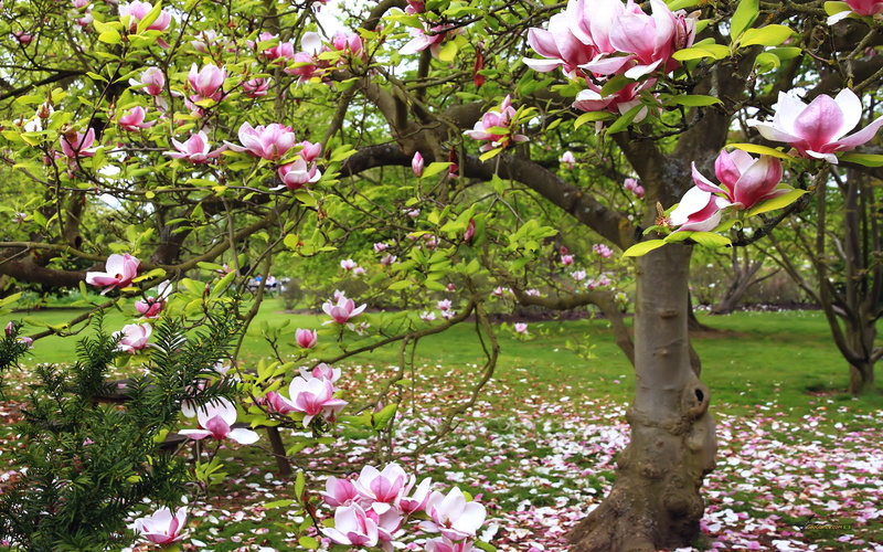 pink, bloom, flowers, 2K, magnolia, tree