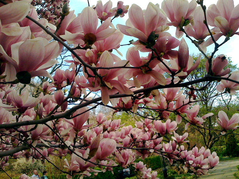branch, nature, fragility, blossom, spring, flower, cherry blossom, outdoors, day, trees, flower head, plant, 720P, freshness, vulnerability, petal, pink color