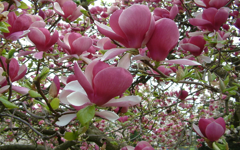 2K, desktop, tree, pink, flower, magnolia