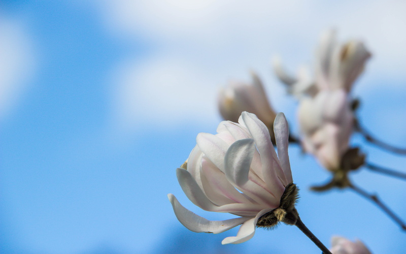 selective, vår, Alnarp, close-up, garden, soft, white, park, Magnolia, Cloud, selective focus, blossom, petal, 5K, focus, moln, flower Head, photo, Flower