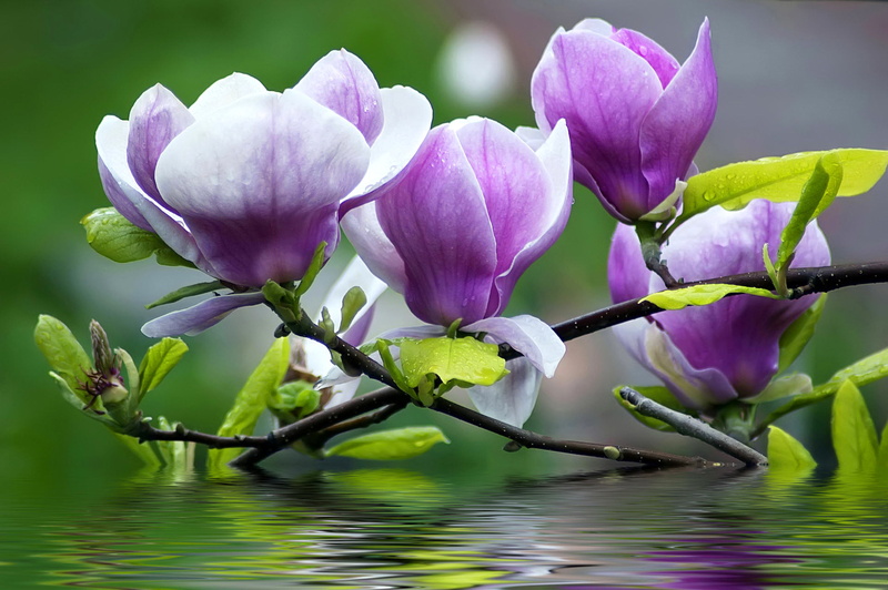 beauty In Nature, pink Color, season, focus on foreground, freshness, petals, flowering plant, blossom, lake, lotus Water Lily, water Lily, stem, petal