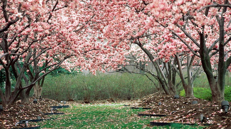 trees, 4K, flowering, magnolia trees, blooming, fragility, freshness, garden, spring, growth, magnolia tree, branch, park, pink magnolia, day, cherry blossom