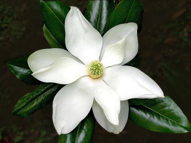 flower, nature and landscapes, magnolia, kwiaty, beautiful, white, biala, natura, 1080P