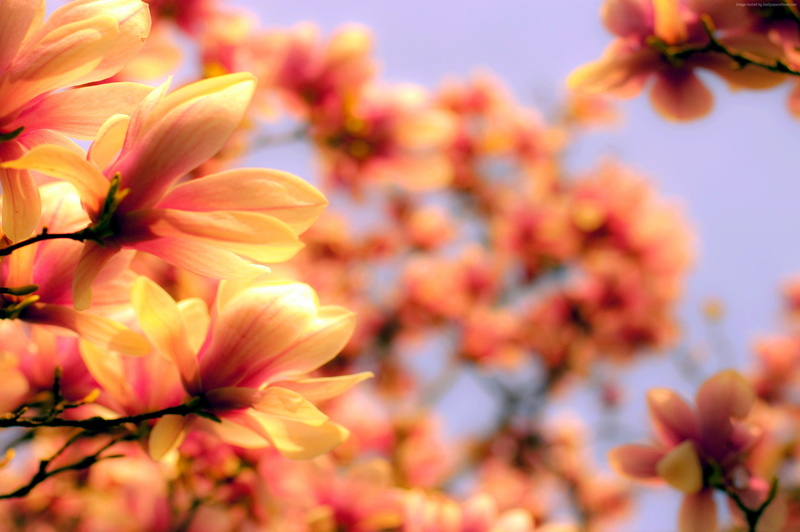 Asia, spring, Magnolia, flower, 2K, 4k