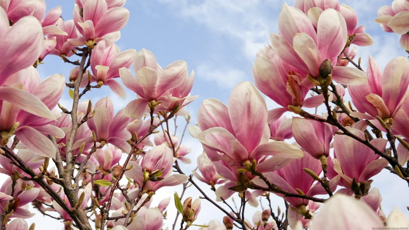 flower, cherry blossom, blooming, no people, growth, plant, beautiful, magnolia, tree, 1080P, bloomy, vulnerability, flowering plant, spring, petal, cherry tree
