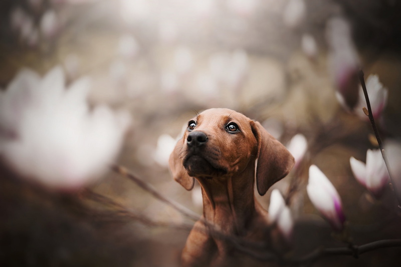 dog, bokeh, Dachshund, Magnolia, 1080P, doggie, face