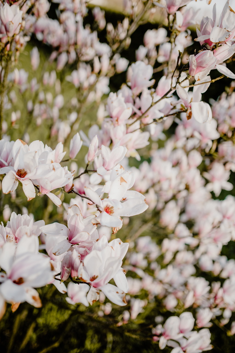 vulnerability, garden, inflorescence, outdoors, growth, pink, springtime, lovely, pollen, floral, branch, no people, beauty in nature, flowers, blossom