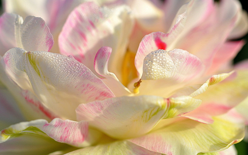 rose, 1080P, magnolia, pink, white, white flower, petals
