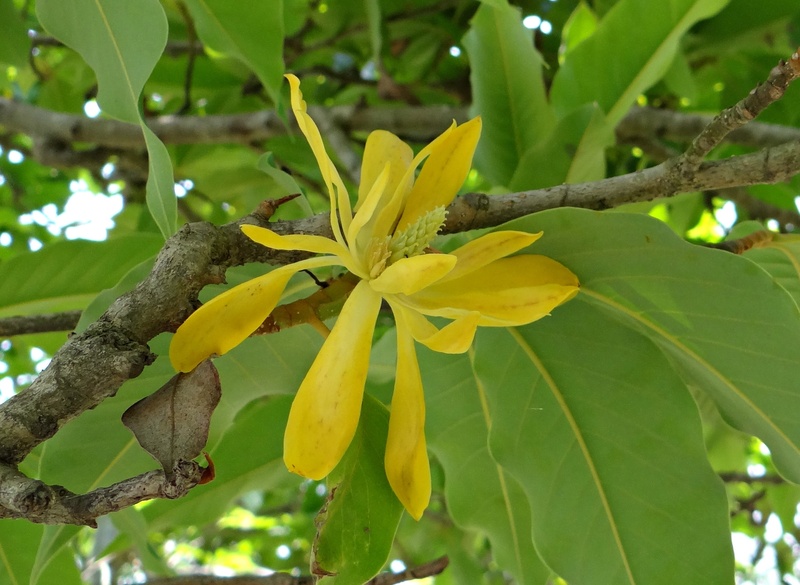 flower, plant, spring, nature, india, champak, close-up, yellow, plant part, freshness, 2K, flowering plant, beauty in nature, outdoors, no people, flower head