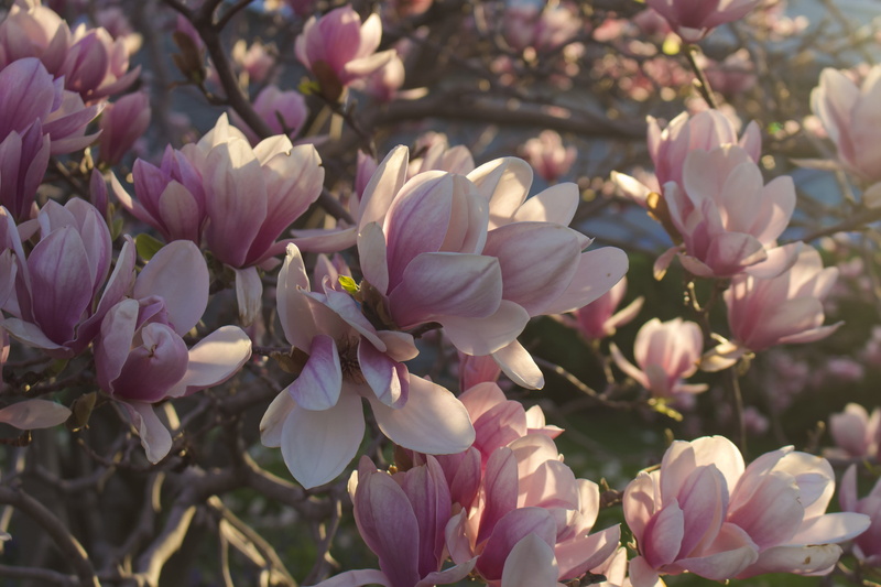pink color, tree, petal, Flowers, bunch of flowers, beauty in nature, no people, vulnerability, springtime, day, nature, branch, close-up, outdoors, Magnolia