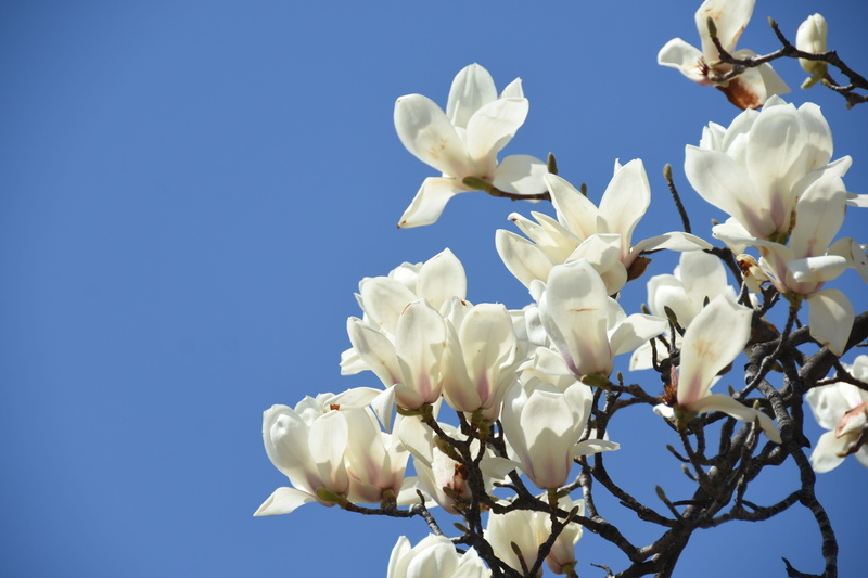 sky, beautiful, freshness, flowering plant, clear sky, flower, tree, springtime, plant, beauty in nature, blue, flower head, no people, petal, spring flowers