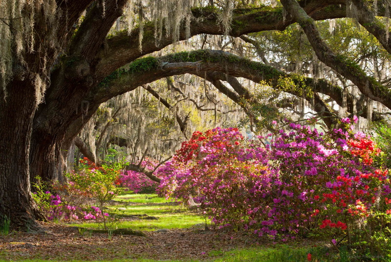 flowering plant, Park, Magnolia Plantation andamp; Gardens, flowers, tree, the bushes, tranquility, flower, pink color, beauty in nature, growth, outdoors