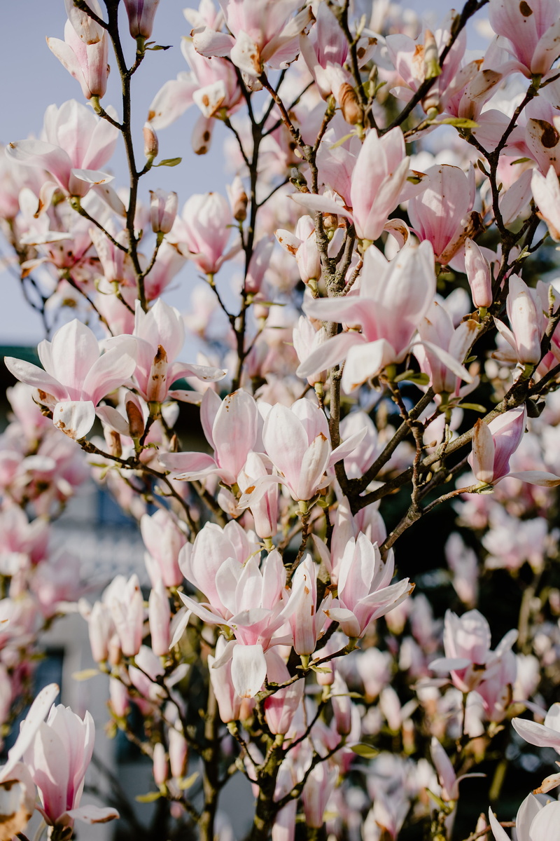 floral, botany, bloom, outdoors, pink color, flowers, tree, flower, fragility, plant, beauty in nature, spring, flowering plant, 5K, petal, magnolia, day