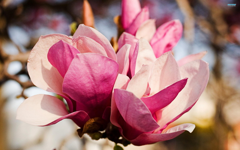 flowers, gorgeous, nature and landscapes, magnolias, blossoms, nature, 2K