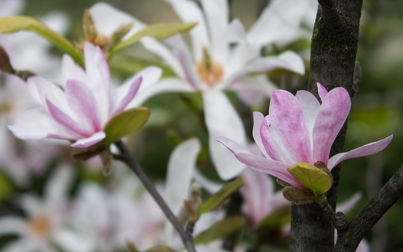pink, white, flowers, magnolia, 2880x1800, magnolias, 2K