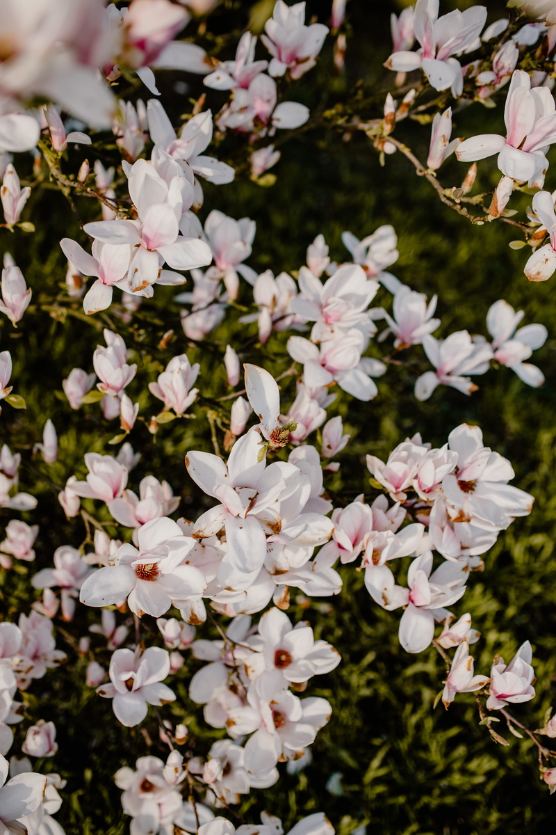 lovely, inflorescence, flowering plant, spring, botany, springtime, april, cherry blossom, beauty in nature, flowers, flower, floral, pollen, white color
