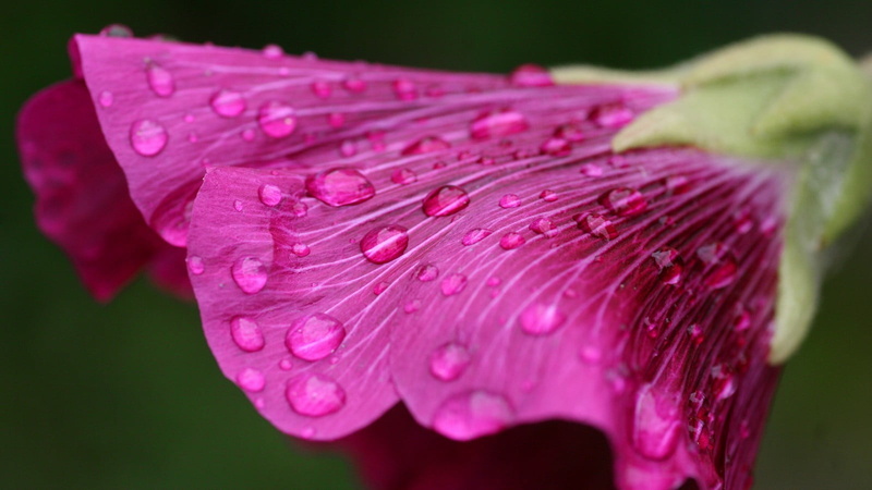 fragility, water drops, flower, water, rain, inflorescence, flowering plant, wet, close-up, no people, macro, purple, dew, plant, purity, pollen, freshness