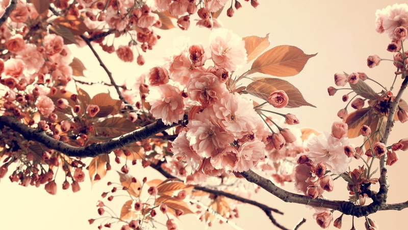 sakura, flower, nature, petal, cherry blossom, no people, beauty in nature, day, blossom, growth, springtime, cherry tree, pink color, plants, plant, flowering plant