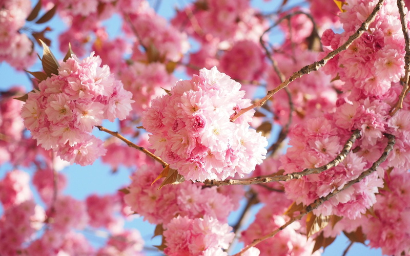 1080P, Spring, Earth, Sakura, Blossom