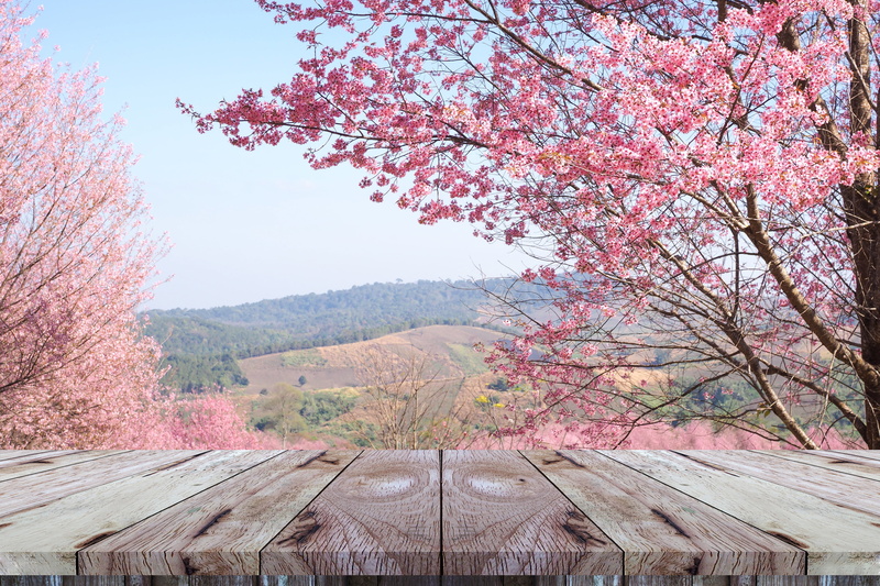 pink, Sakura, spring, branches, flowering, bloom, cherry, 4K, blossom