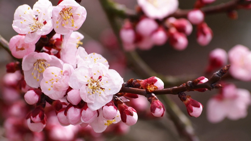 cherry, focus on foreground, cherry Blossom, macro, flowering plant, branch, leaf, pollen, botany, beauty In Nature, flower, blossoms, pink, japan, orchard