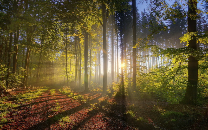 no People, nature, non-Urban Scene, freshness, leaf, park - Man Made Space, tranquil Scene, change, landscape, rural Scene, streaming, bright, autumn, lush Foliage