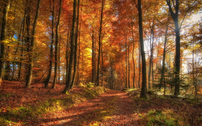 scenics - nature, HDR, dirt road, fall, tranquility, direction, the way forward, forest, tree trunk, no people, nature, trunk, autumn collection, tranquil scene