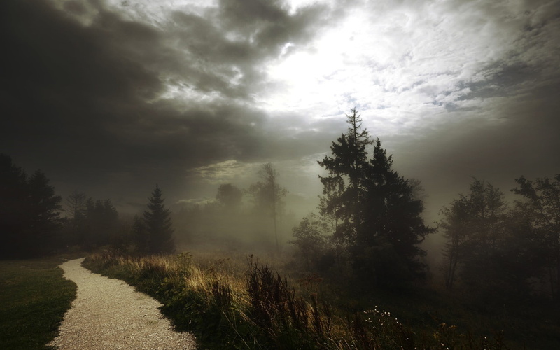 trees, tree, road, tranquility, field, day, environment, growth, idyllic, land, plant, mist, clouds, cloud - sky, no people, sunlight, green, pine, 1080P